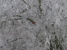 icestorm-looking-CardinalBird.jpg