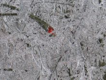 icestorm-looking-CardinalBird2.jpg