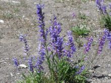 yellowstoneflowers.jpg