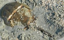 s.carolinahorseshoecrab.jpg